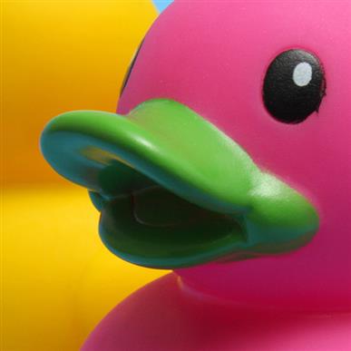 Plastic Duck